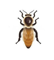 Reine Buckfast Vierge