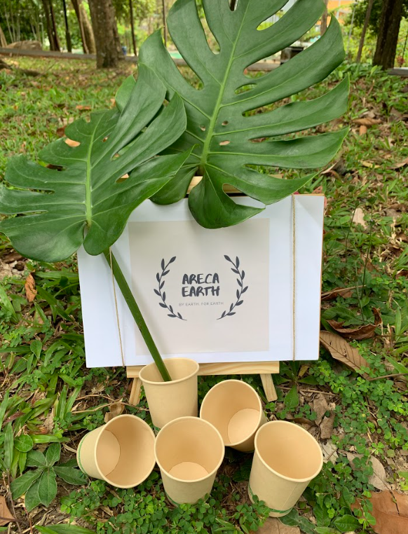 Bamboo paper cups