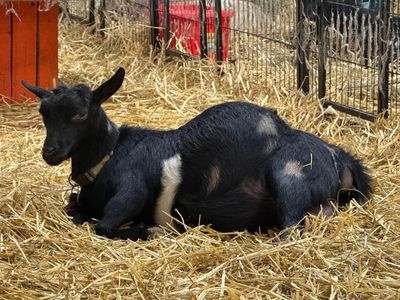 Doe Kidding Date Prediction Sweepstakes