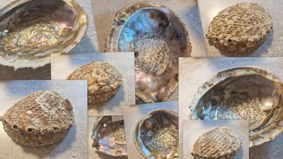 Abalone Muschel