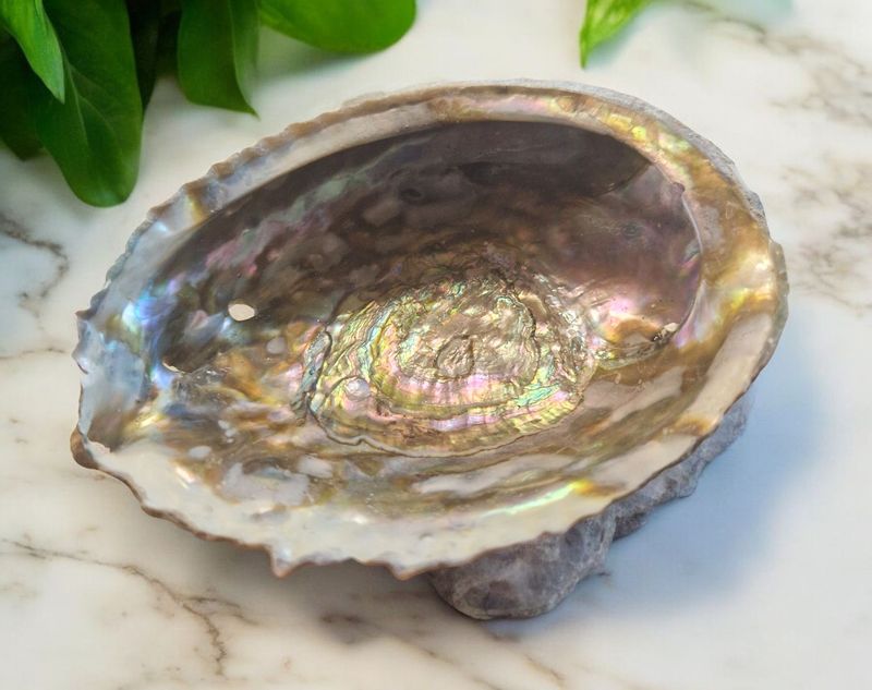 Abalone Muschel