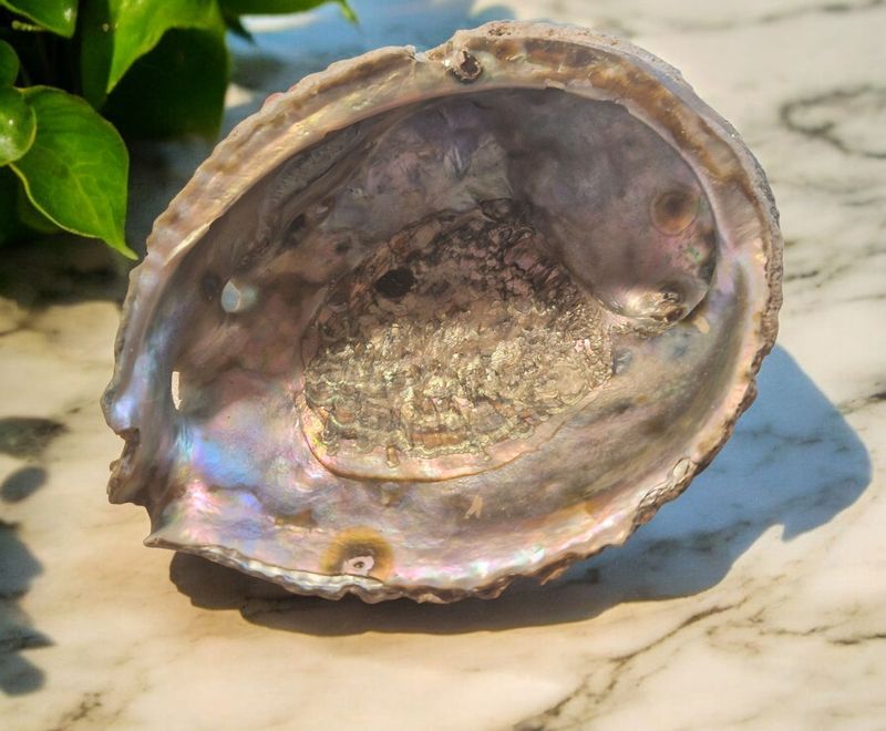 ​Abalone Muschel