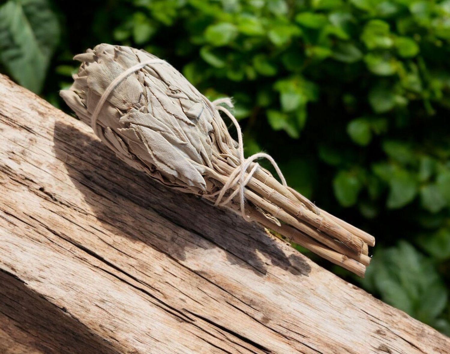 ​White Sage/weißer Salbei