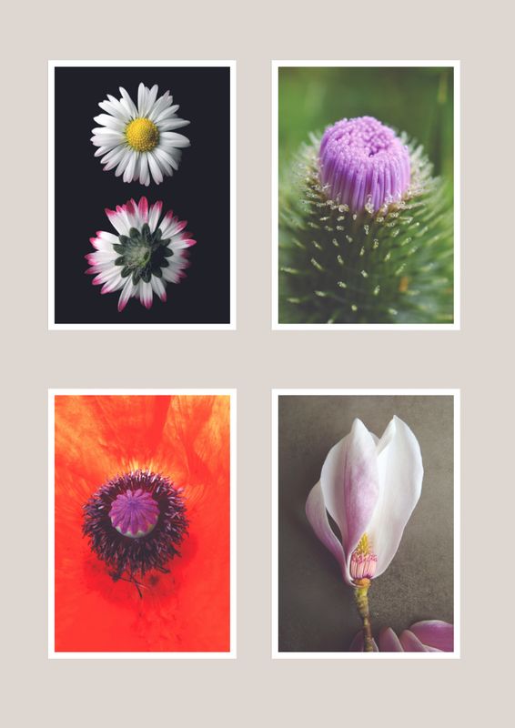 Postkarten-Set "Wilde Blüten"