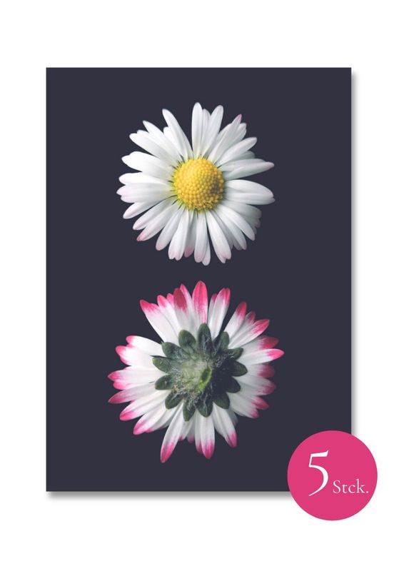 5 x Postkarten "Gänseblümchen"