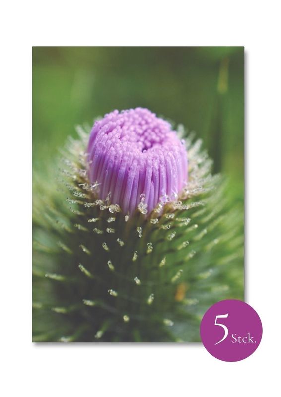 5 x Postkarten "Kratzdistel"