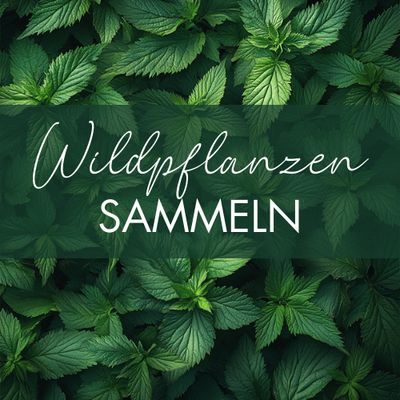 Wildpflanzen sammeln