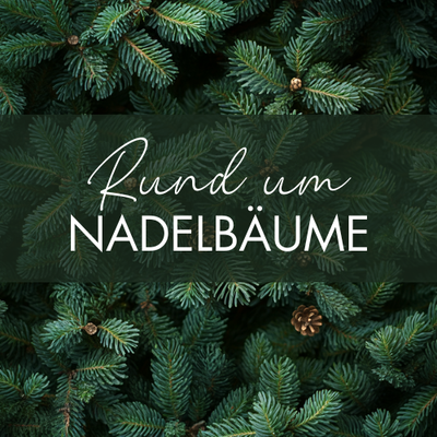 Nasch dich durch den Nadelwald