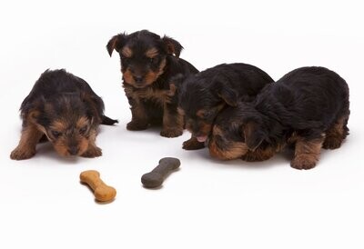 Treats & Chews