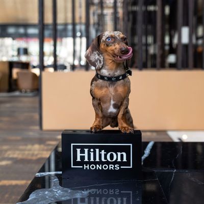 Paquete Mascotas VIP - Fechas Seleccionadas (Mayo)