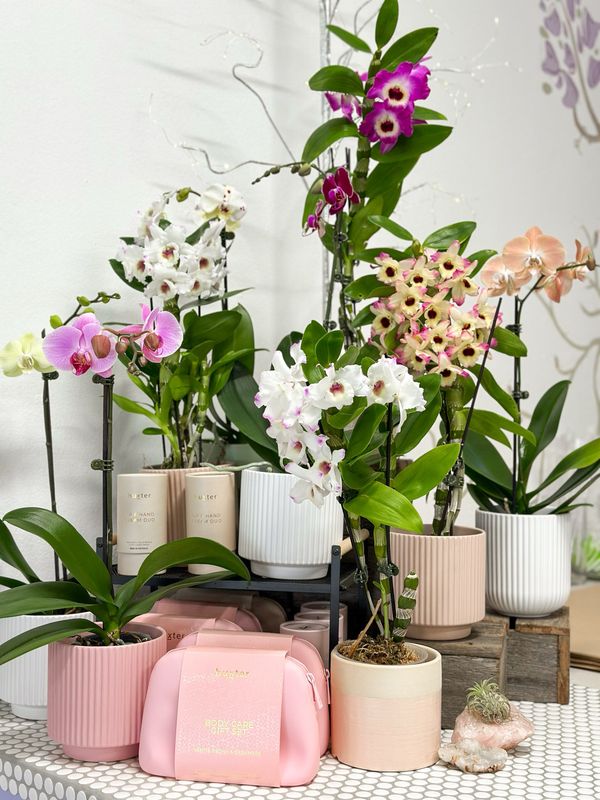Orchid Delight