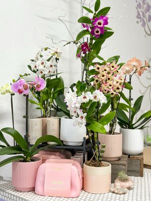 Orchid Delight