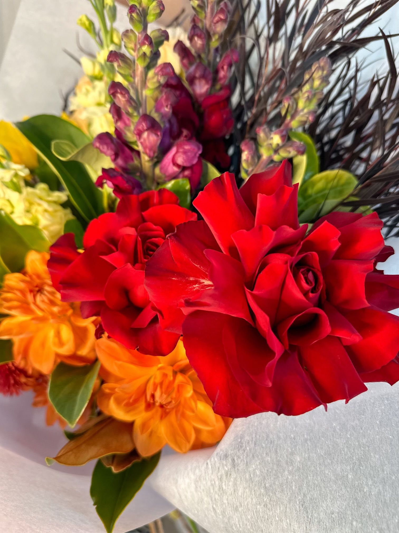 Merchant Girls Choice Bright