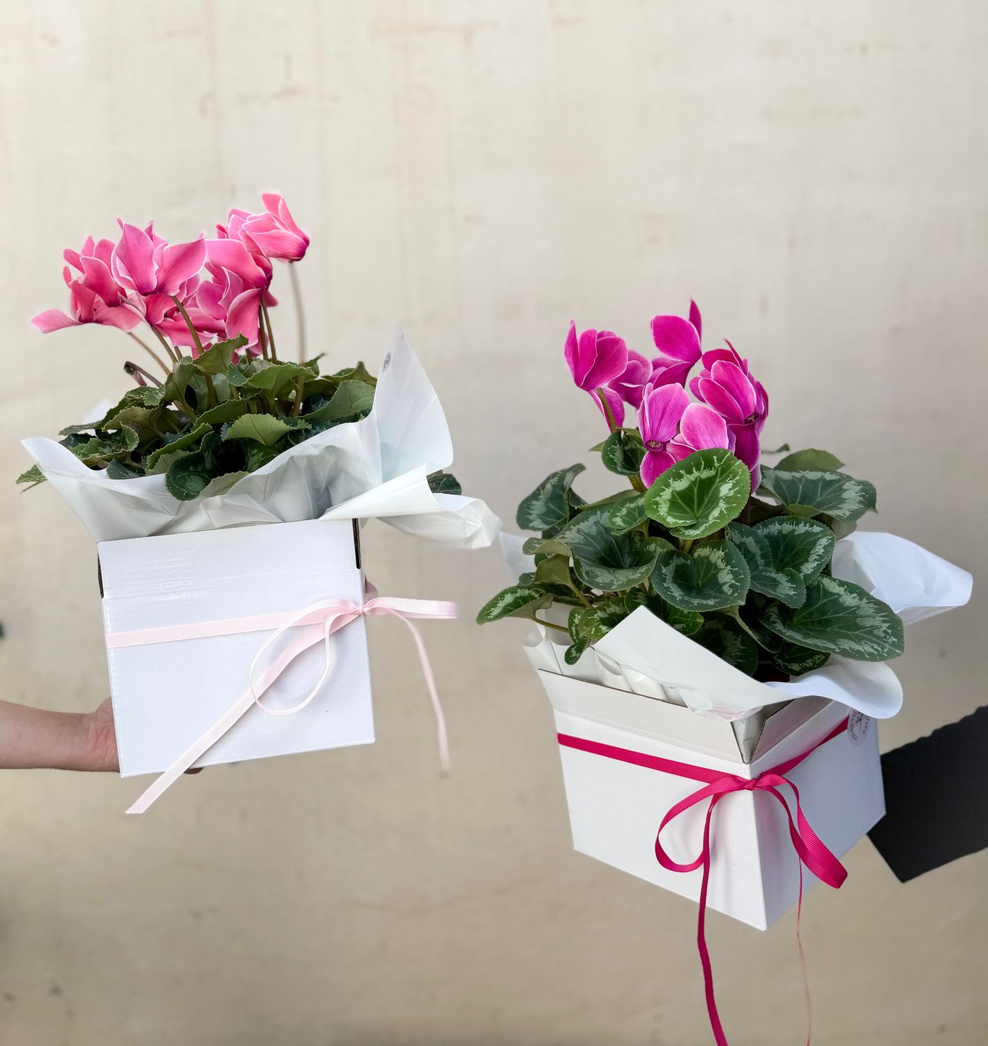 Premium Cyclamen
