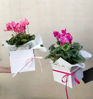 Premium Cyclamen