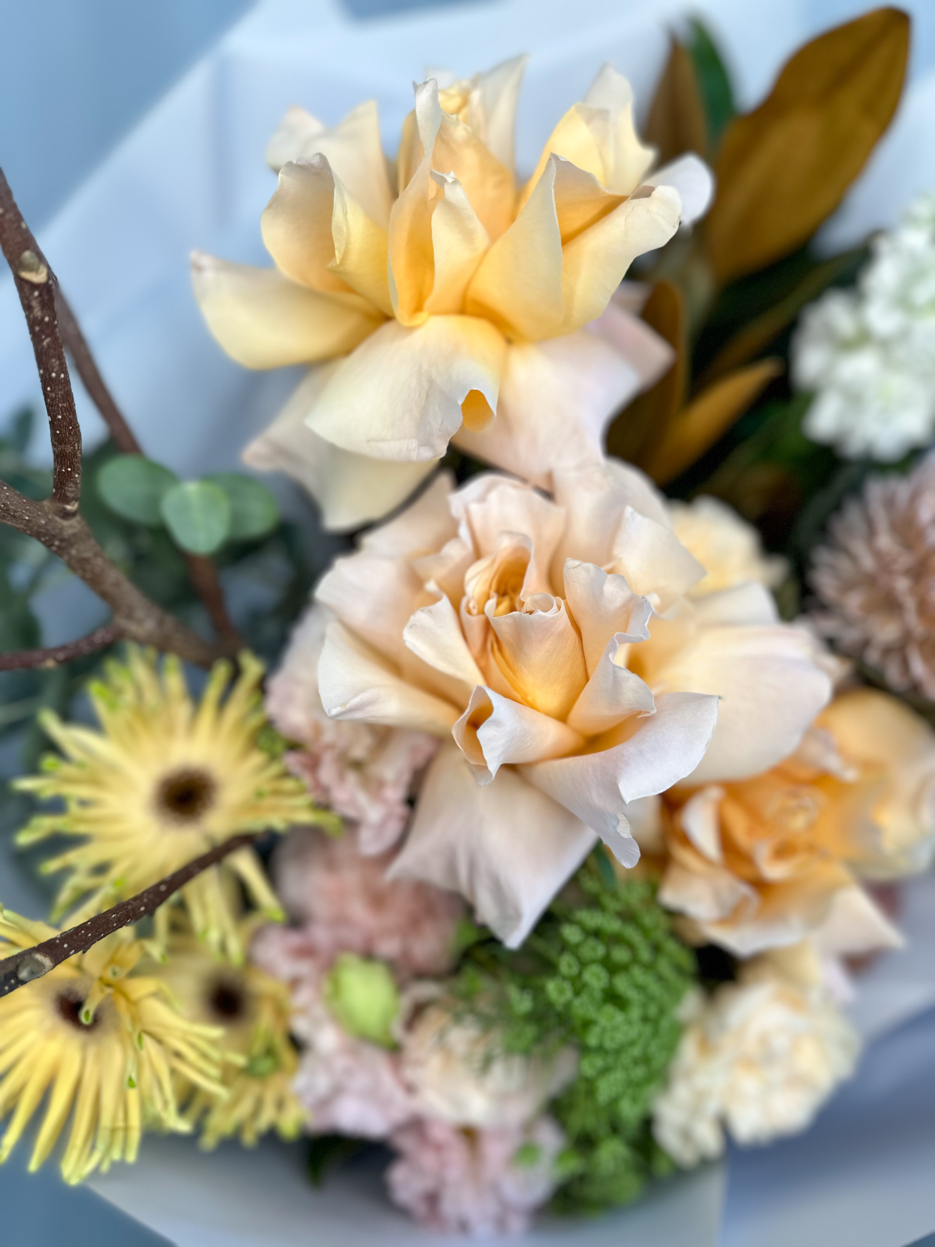 Merchant Girls Choice Soft