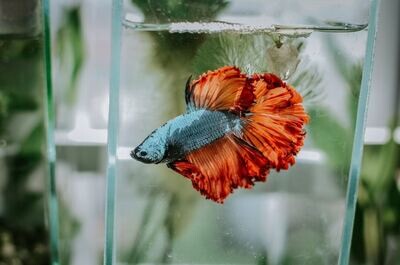 Fish