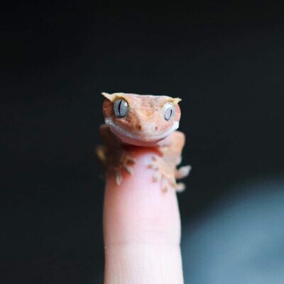 Reptile