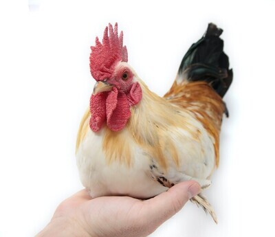 Chicken