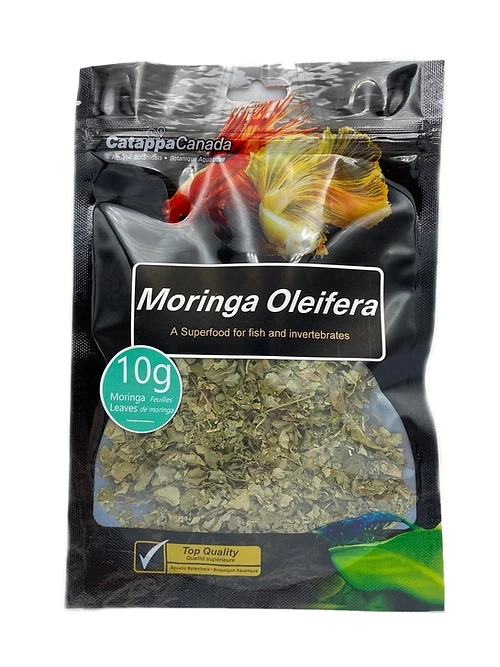 Catappa Moringa Oleifera