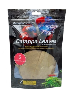 Catappa Leaves Regular