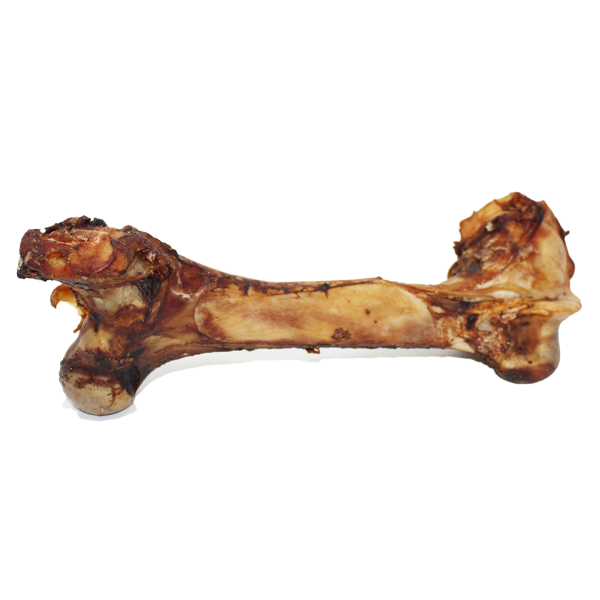OR Cured Dino Bone