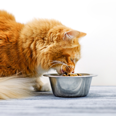 Cat Food