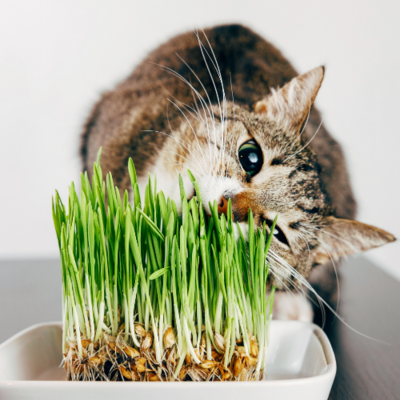 Cat Nip and Grasses