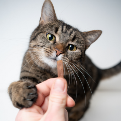 Cat Treats