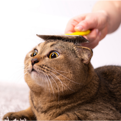 Grooming