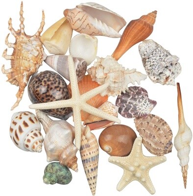 Large Sea Shells Mixed Ocean Beach Seashells