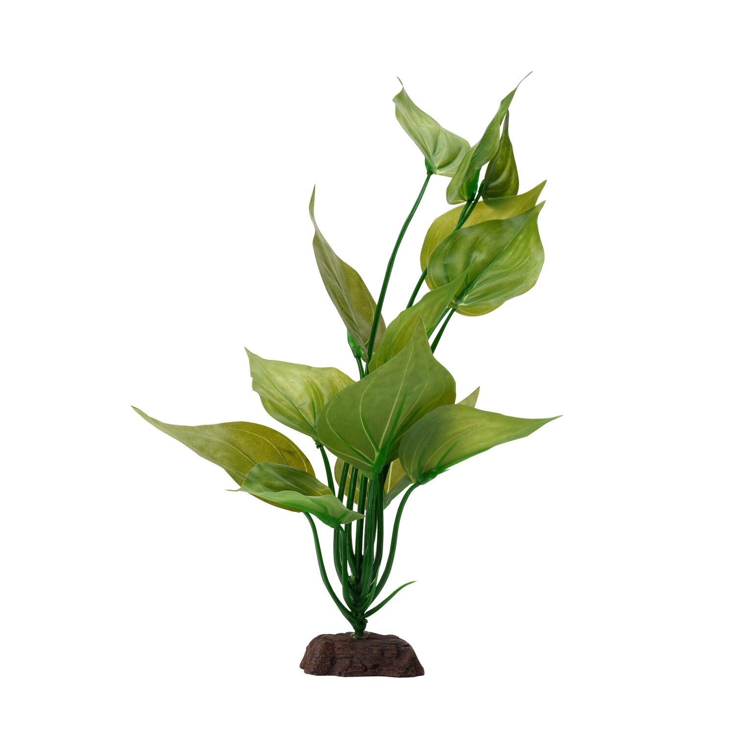 Fluval Varigated Lizard&#39;s Tail Plant, 12&quot; (30.5 cm)