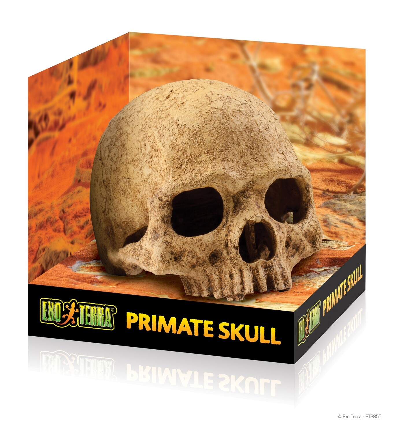 Exo Terra - Primate Skull