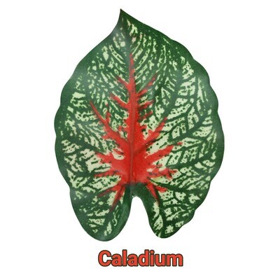 Pangea Hanging Bush  Caladium 24in