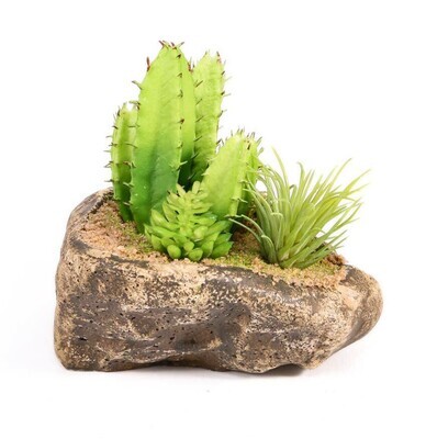 PANGEA SUCCULENT GARDEN #3