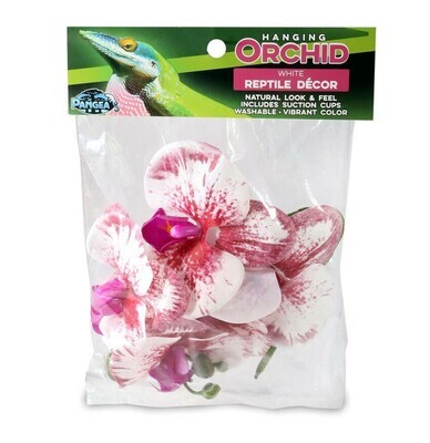 Pangea Hanging Orchid White