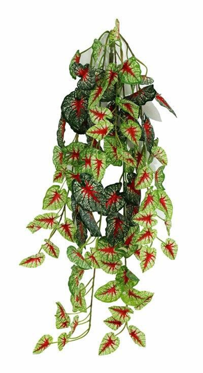 Pangea Hanging Bush  Caladium 24in