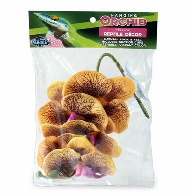 Pangea Hanging Orchid Yellow