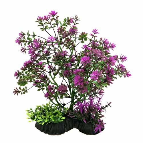 Bonsai Plant Purple 7-8&quot;