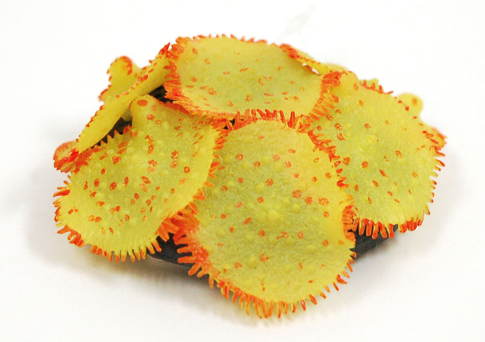 Ricordia Anemone YELLOW