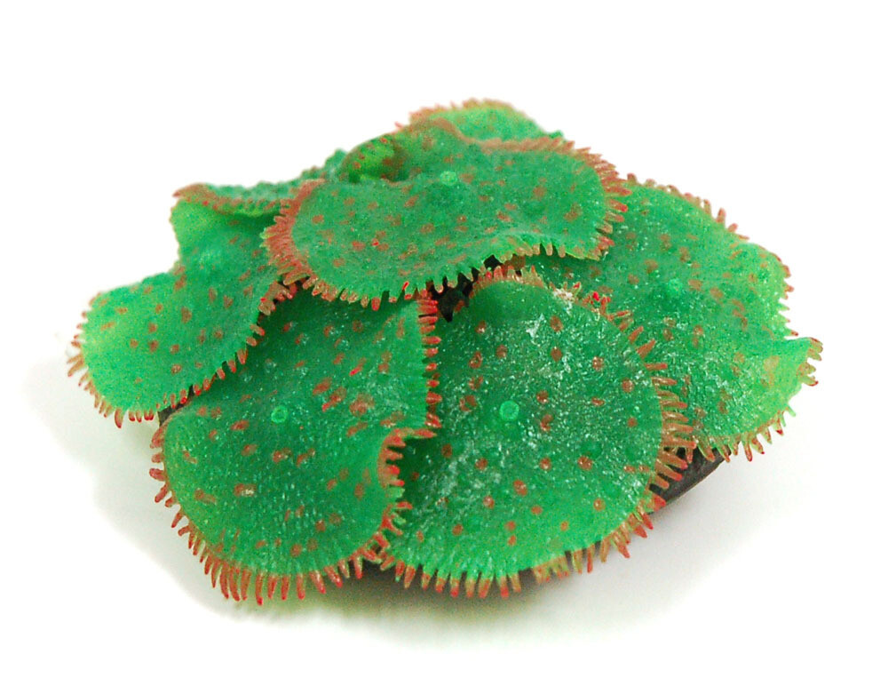 Ricordia Anemone GREEN