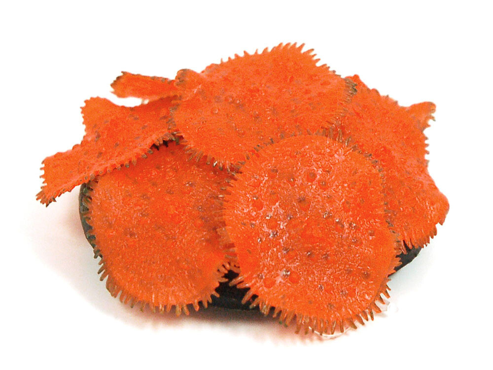 Sporn Ricordia Anemone Orange