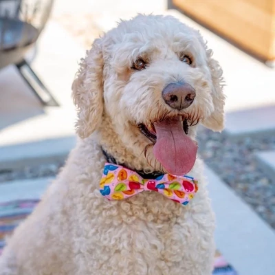 Bow Tie Party Time Pink Lrg