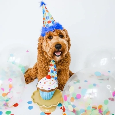 DSC - Small Party Hat Party Time Blue