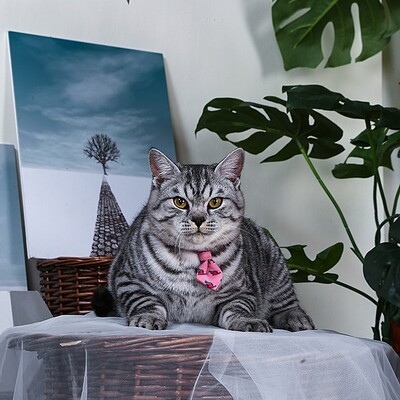 Collar Catzilla | Cat