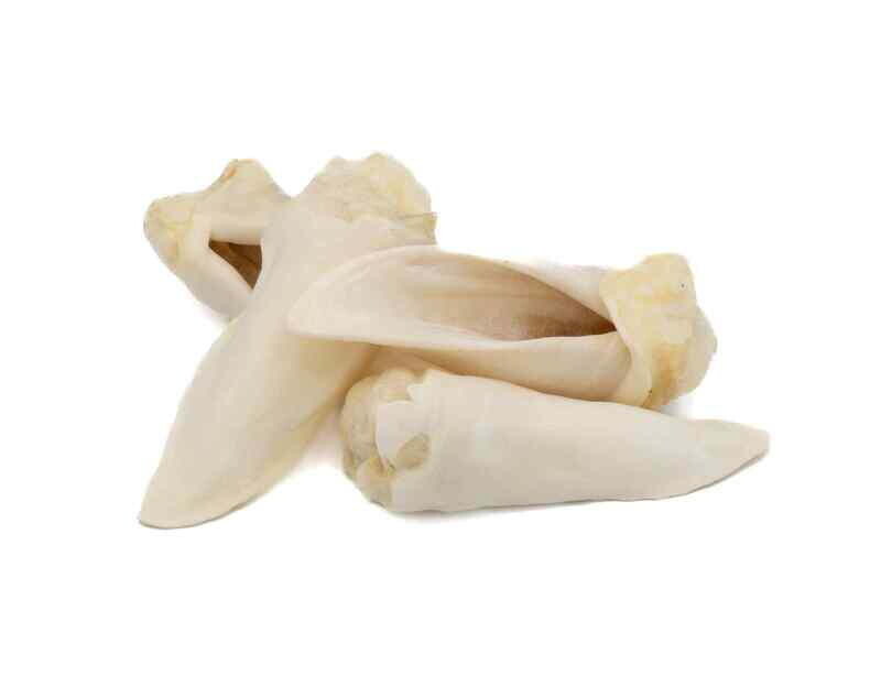 Lamb Ear