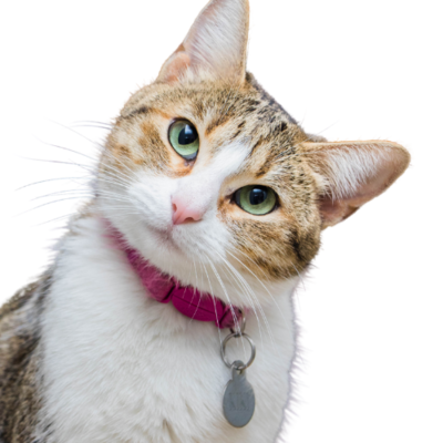 Collars/ Leashes/ Harnesses