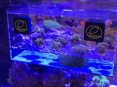 Eshopps TankliMate Mega Acclimation Box