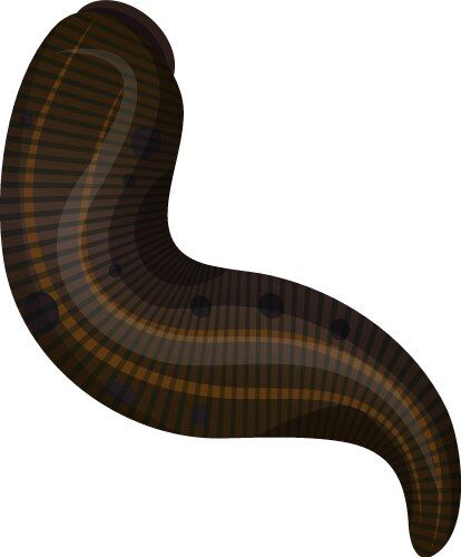 Special Order Leeches - 1 lb
