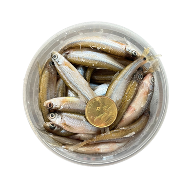 Minnow - Northern Lite/ Parker/ Candle Lake